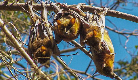 Wingham Brush Nature Reserve - Darwin Tourism 2