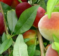Fruit Salad Tree Company - Darwin Tourism