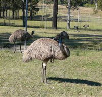 Glen Ian Ostrich and Emu Farm - Darwin Tourism