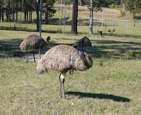 Glen Ian Ostrich And Emu Farm - Darwin Tourism 0