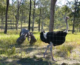 Glen Ian Ostrich And Emu Farm - Darwin Tourism 2