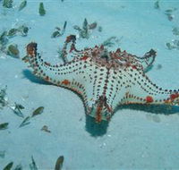 The Pines Dive Site - Darwin Tourism