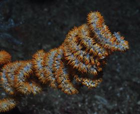 Gotham City Dive Site - Darwin Tourism 1