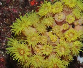 Gotham City Dive Site - Darwin Tourism 2