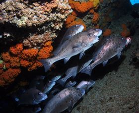 Gotham City Dive Site - Darwin Tourism 3
