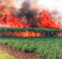 Reeves Family Sugar Cane Farm - Darwin Tourism
