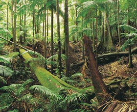 Murwillumbah NSW Darwin Tourism