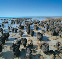 Hamelin Pool Stromatolites - Darwin Tourism