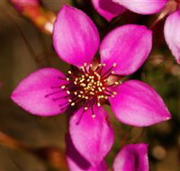 Flora - Darwin Tourism