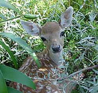 Mesopotamia Lodge Deer Park - Darwin Tourism