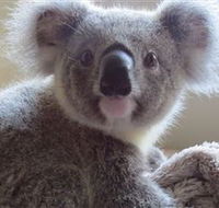 Koala Care Centre in Lismore - Darwin Tourism