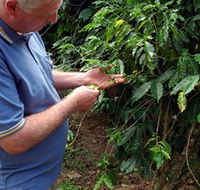 Wombah Coffee Plantation - Darwin Tourism