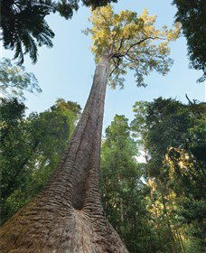 Burrawan State Forest - Darwin Tourism 1