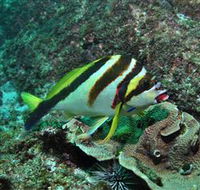 Palm Beach Reef Dive Site - Darwin Tourism