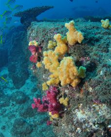 Shag Rock Dive Site - Darwin Tourism 0