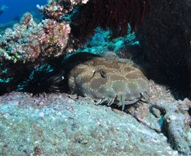 Shag Rock Dive Site - Darwin Tourism 3