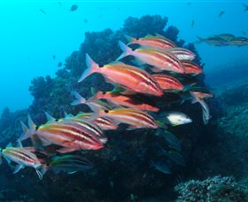 Flat Rock Dive Site - Darwin Tourism 0