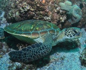 Flat Rock Dive Site - Darwin Tourism 1