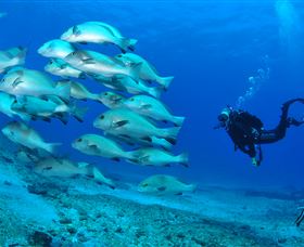 Flat Rock Dive Site - Darwin Tourism 3
