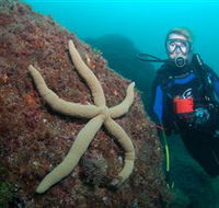 Cook Island Dive Site - Darwin Tourism