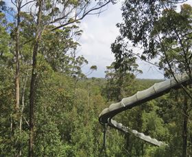 Tarkine Forest Adventures - Dismal Swamp - Darwin Tourism 1