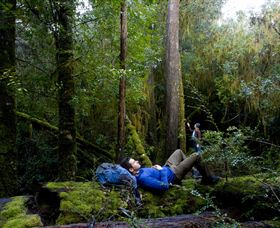 The Tarkine Drive - Darwin Tourism 0