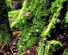 Philosopher Falls - Darwin Tourism 3