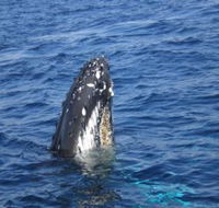 Jervis Bay Whales - Darwin Tourism