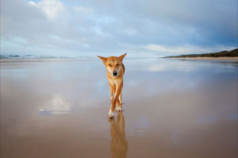 Fraser Island Adventure Tours - Darwin Tourism 0