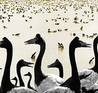 Tin Shed Art Gallery - Darwin Tourism