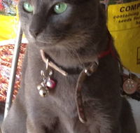 Pets and Saddles - Darwin Tourism