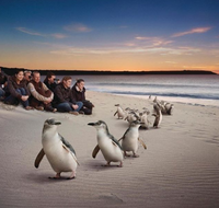 Down Under Thrills - Darwin Tourism