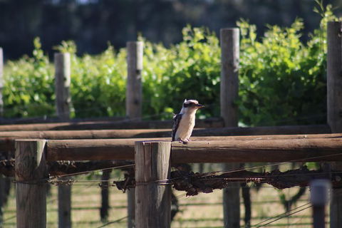 Margaret River Wine And Sights Discovery Tour From Busselton Or Dunsborough - Darwin Tourism 5