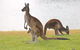 Margaret River Wine And Sights Discovery Tour From Busselton Or Dunsborough - thumb 6