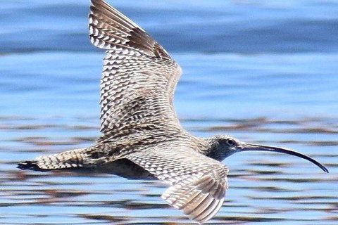 Mandurah Dolphin Island Adventure - Darwin Tourism 7