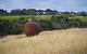 Estate To Plate: Montalto Vineyard Gourmet Lunch And Wine-Tasting Tour - thumb 2
