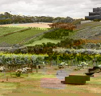 Montalto Vineyard Mornington Peninsula Discovery Wine Tasting and Lunch - Darwin Tourism