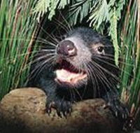 Hobart Shore Excursion Half Day Bonorong Wildlife Park with Richmond Tour - Darwin Tourism