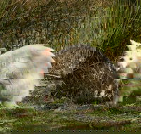 Bruny Island premium private photo-oriented day tour from Hobart - Darwin Tourism