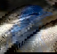 Bonnet Island Experience departing from Strahan - Darwin Tourism