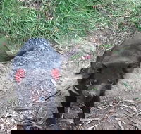 South East Food Sightseeing Private Tour with the Tasmanian Devil Unzoo - Darwin Tourism