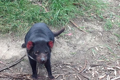 Private Bonorong Wildlife Sanctuary And Richmond 5 Hour Trip From Hobart - Darwin Tourism 0