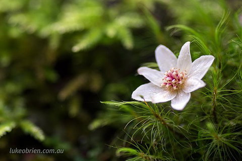 Mt Field And Styx Valley Photography Tour - Darwin Tourism 5