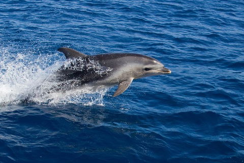 Wineglass Bay Cruise From Coles Bay - Darwin Tourism 3
