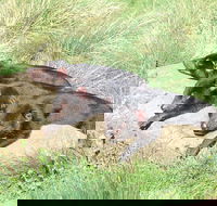 Day Keeper Tour - Darwin Tourism