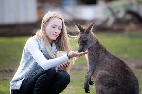 Guided Shore Excursion Hobart: City Highlights Bonorong Wildlife & Richmond - Darwin Tourism 0