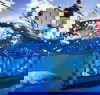 White Shark Tour with Optional Cage Dive from Port Lincoln - Darwin Tourism