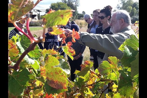 Barossa Valley Via Hahndorf ( Historical German Village ) Inc Maggie Beers Farm - Darwin Tourism 4
