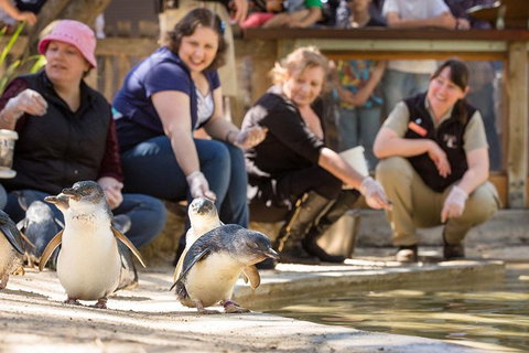 Adelaide Zoo Behind The Scenes Experience: Penguins In Person - Darwin Tourism 0