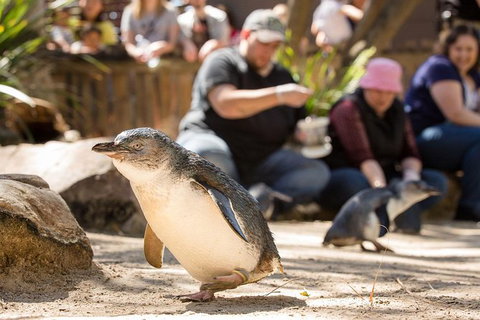Adelaide Zoo Behind The Scenes Experience: Penguins In Person - Darwin Tourism 1